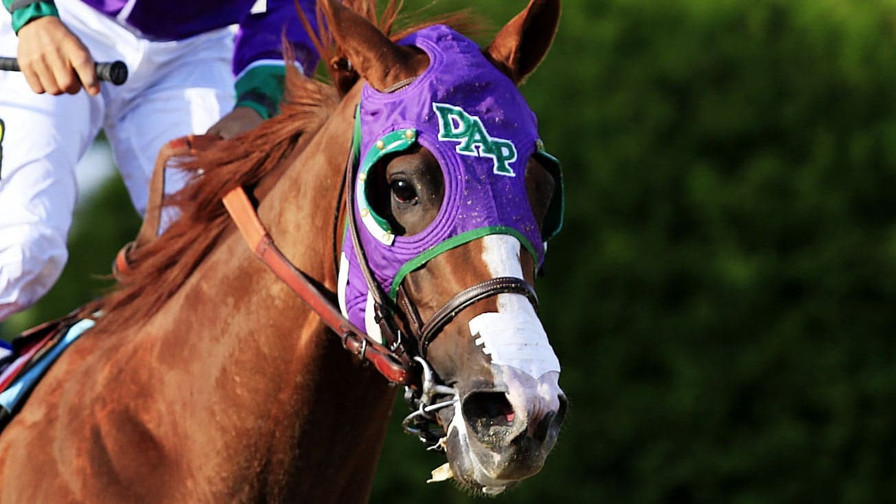 2014 Getty Images California Chrome wearing racing blinkers beside a handler