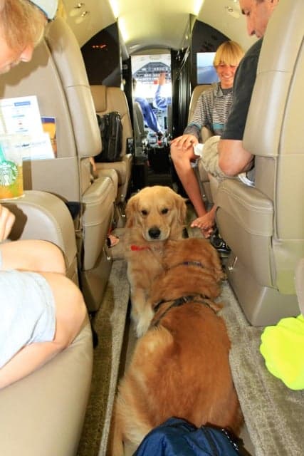 A dog sitting in an aircraft cabin aisle