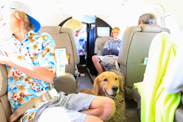 Dog on a Private Jet